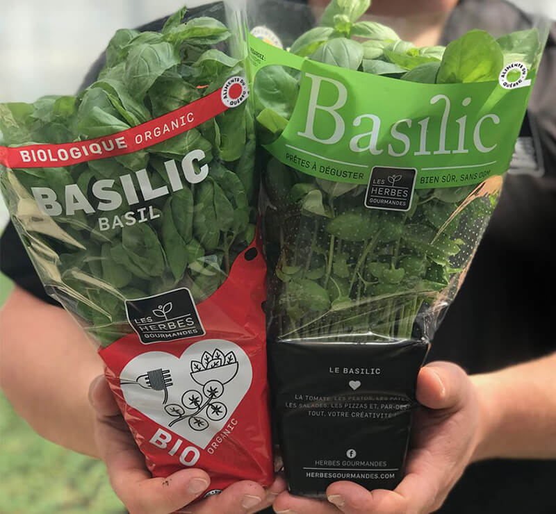 Deux plants de basilic dans leurs anciens emballages Gourma