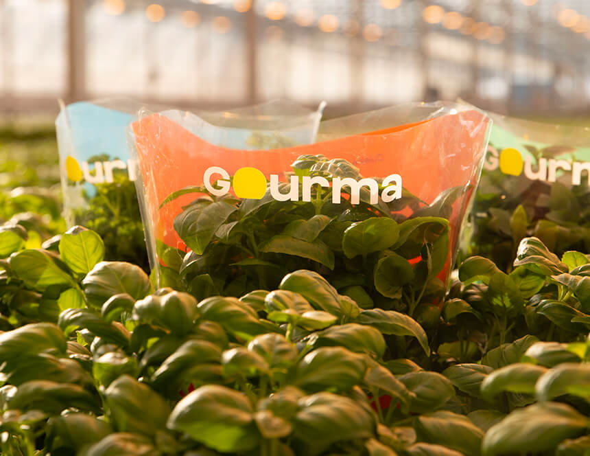 Gourma herbs in packaging surrounded by herbs in a greenhouse