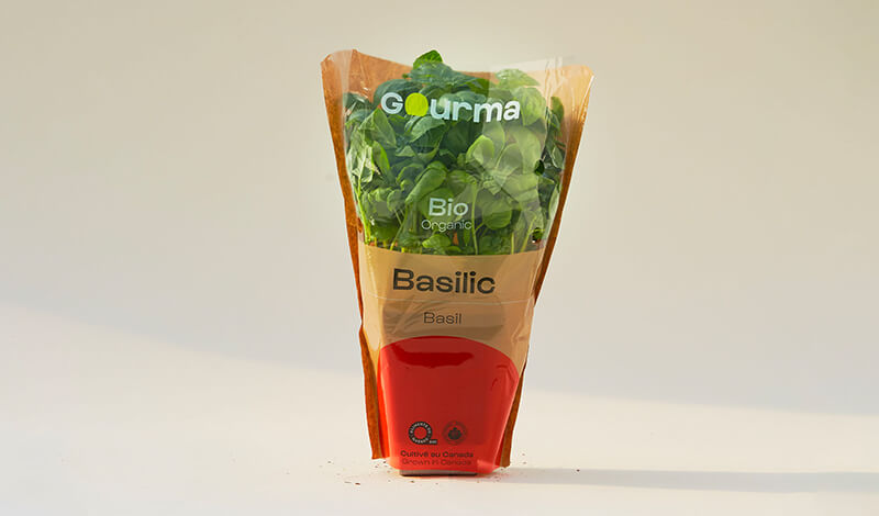 Packaging of Basil