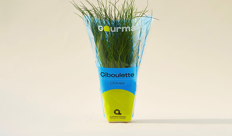 Packaging of Chives