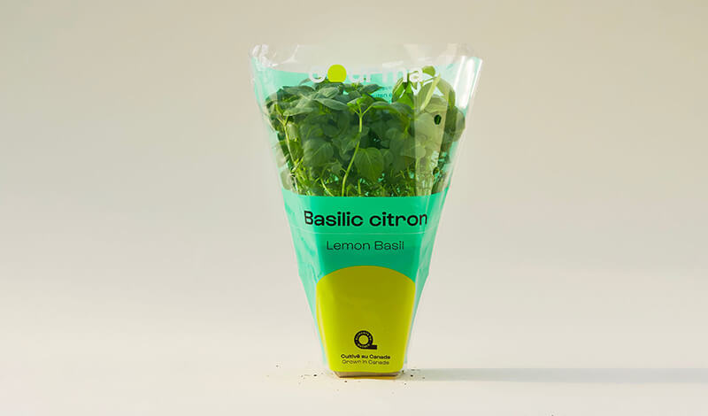 Packaging of Lemon Basil