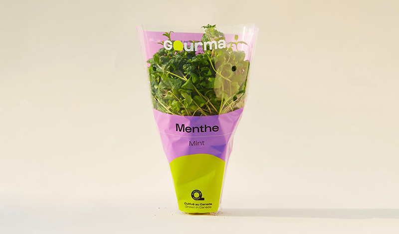Packaging of Mint
