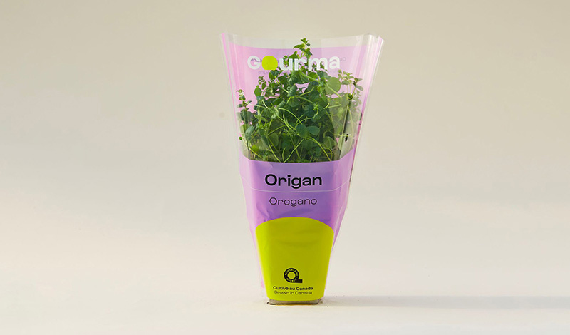 Packaging of Oregano