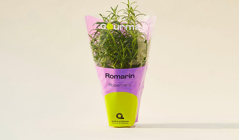 Packaging of Rosemary