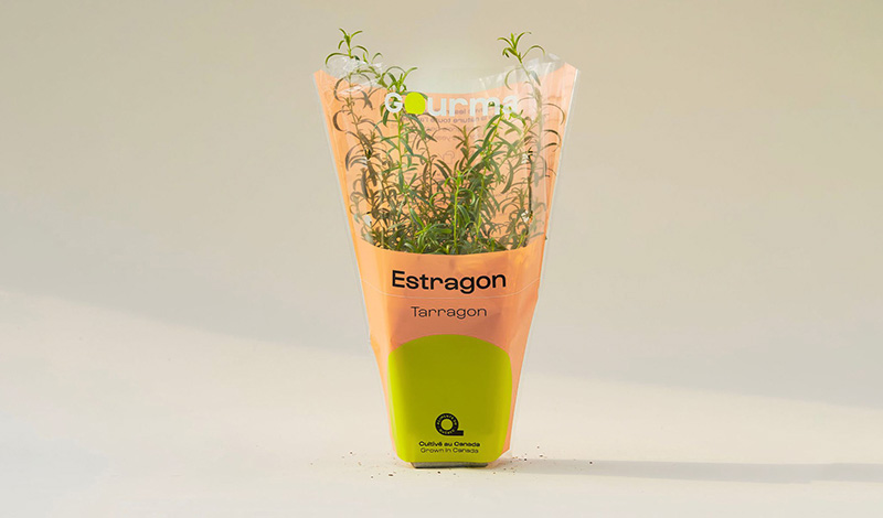 Packaging of Tarragon